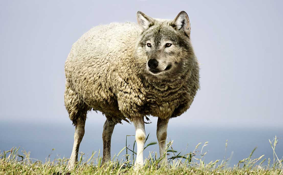 A wolf in sheep's clothing representing false movements in the Christian church